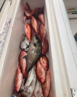 Cobia Fishing in Charleston, South Carolina