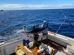 Striped Marlin Fishing in Cabo San Lucas, Baja California Sur