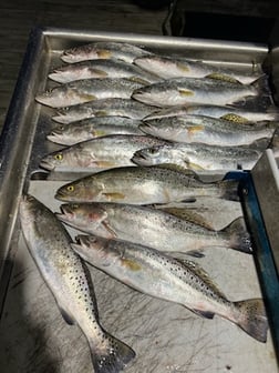 Speckled Trout Fishing in Galveston, Texas