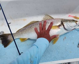 Speckled Trout Fishing in Trails End, North Carolina