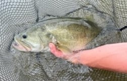 Largemouth Bass fishing in Graford, Texas