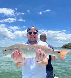 Tripletail fishing in Clearwater, Florida