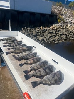 Speckled Trout / Spotted Seatrout Fishing in Little River, South Carolina