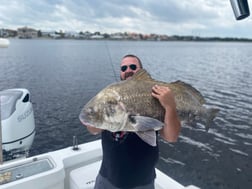 Black Drum Fishing in Jacksonville, Florida