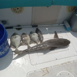 Black Seabass, Cobia Fishing in St. Marys, Georgia