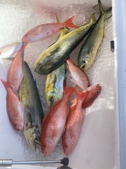 Mahi Mahi, Vermillion Snapper Fishing in Key West, Florida