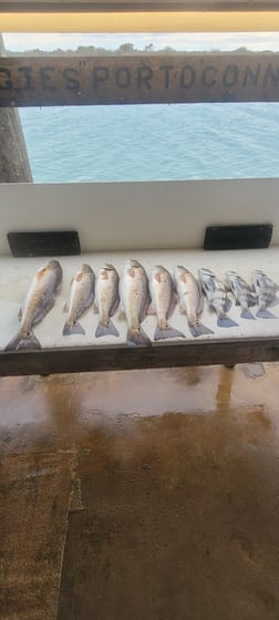 Fishing in Port O'Connor, Texas