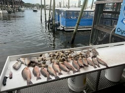 Fishing in Crystal River, Florida