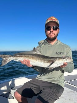 Kingfish Fishing in St. Petersburg, Florida