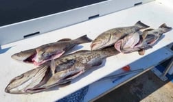 Red Grouper fishing in Little River, South Carolina