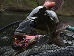 Brown Trout Fishing in Johnson City, Tennessee