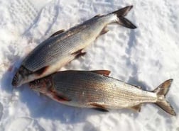 Lake Whitefish Fishing in Washburn, Wisconsin