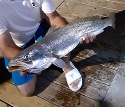 Speckled Trout / Spotted Seatrout fishing in Texas City, Texas