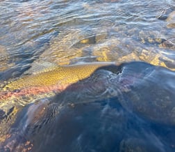 Rainbow Trout Fishing in Hume, California