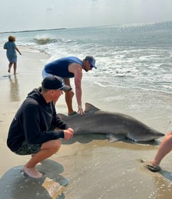 Tiger Shark Fishing in Stone Harbor, New Jersey