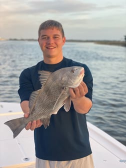 Black Drum Fishing in Jacksonville Beach, Florida