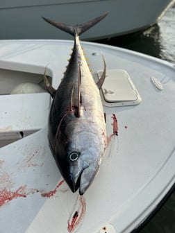 Fishing in Fort Lauderdale, Florida