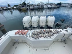 Hogfish fishing in Saint Petersburg, Florida