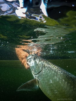 Black Drum Fishing in Jupiter, Florida