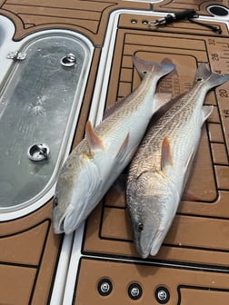 Redfish fishing in Little River, South Carolina