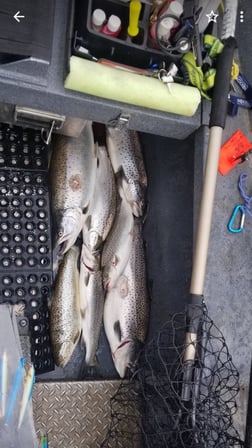 Rainbow Trout Fishing in Verona Beach, New York