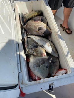 Red Snapper, Triggerfish Fishing in Jacksonville, Florida