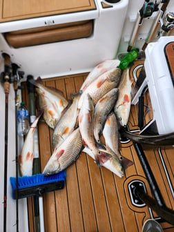 Speckled Trout / Spotted Seatrout Fishing in Yscloskey, Louisiana