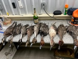 Northern Pintail Fishing in Port Aransas, Texas