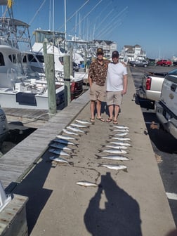 Bluefish Fishing in Frisco, North Carolina