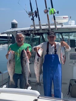 Striped Bass fishing in Montauk, New York