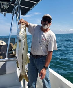 Snook fishing in St. Petersburg, Florida