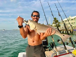 Blacktip Shark Fishing in Sarasota, Florida