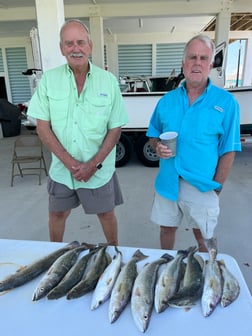 Speckled Trout / Spotted Seatrout fishing in Galveston, Texas