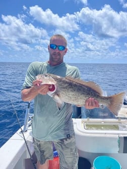 Cubera Snapper Fishing in Clearwater, Florida