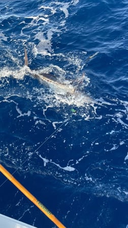 Wahoo Fishing in San Juan, Puerto Rico