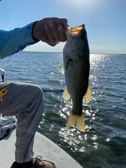 Largemouth Bass fishing in Del Rio, Texas