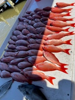 Blackfin Tuna, Scamp Grouper, Vermillion Snapper Fishing in Gulf Shores, Alabama