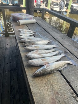 Speckled Trout / Spotted Seatrout fishing in Galveston, Texas