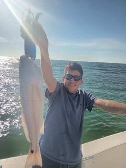 Gag Grouper, Hogfish, Mangrove Snapper, Red Snapper, Scup Fishing in Clearwater, Florida