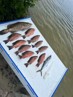 Mangrove Snapper fishing in Holmes Beach, Florida