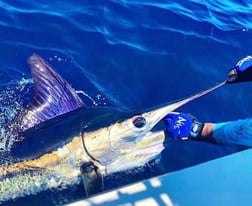 Blue Marlin fishing in Cabo San Lucas, Baja California Sur