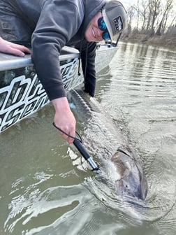 Sturgeon Fishing in Anderson, California