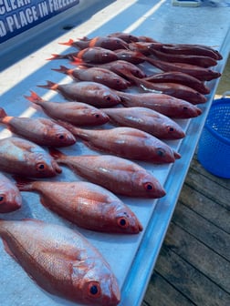 Kingfish, Red Snapper, Vermillion Snapper Fishing in Destin, Florida