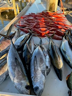 Blackfin Tuna, Scamp Grouper, Vermillion Snapper Fishing in Gulf Shores, Alabama