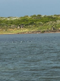 Fishing in South Padre Island, Texas