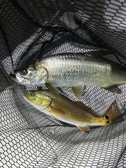 Fishing in Port Orange, Florida