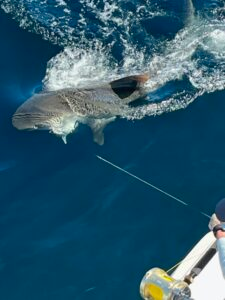 Mutton Snapper Fishing in Fort Lauderdale, Florida