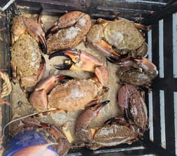 Crab Fishing in Steinhatchee, Florida