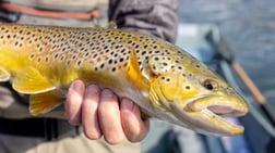 Rainbow Trout fishing in Roanoke, Virginia