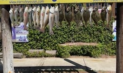 Flounder, Redfish, Speckled Trout / Spotted Seatrout Fishing in South Padre Island, Texas